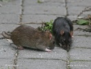 Rattus norvegicus