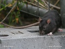 Rattus norvegicus