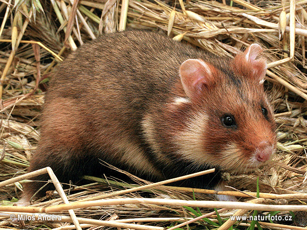 Hamster Bilder Cool : Cctv Two Wild Brown Hamsters Adopt A Kung Fu