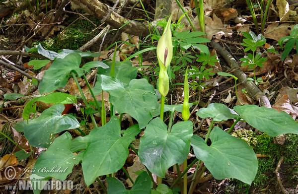 Arum (Arum cylindraceum)