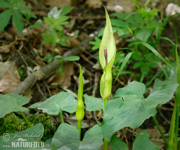 Arum (Arum cylindraceum)