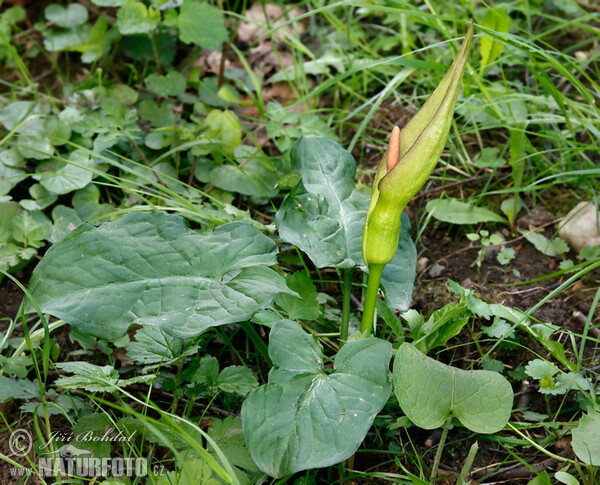 Arum (Arum cylindraceum)