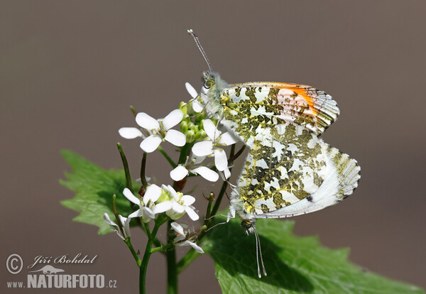 Aurorafalter (Anthocharis cardamines)