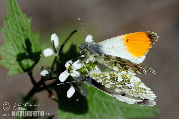 Aurorafalter (Anthocharis cardamines)