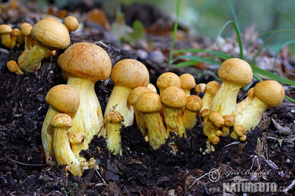 Beringter Flämmling (Gymnopilus spectabilis)