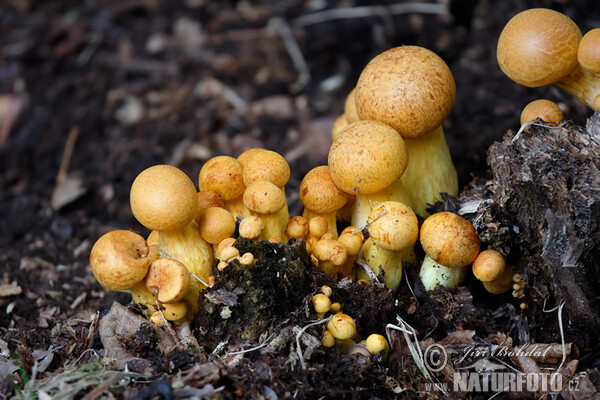 Beringter Flämmling (Gymnopilus spectabilis)