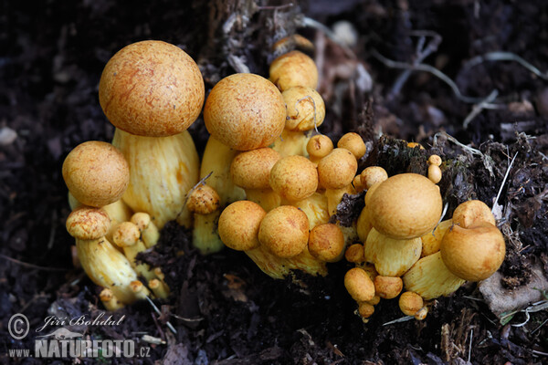 Beringter Flämmling (Gymnopilus spectabilis)