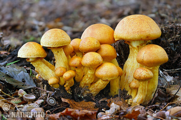 Beringter Flämmling (Gymnopilus spectabilis)