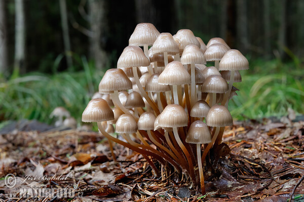 Buntstieliger Helmling (Mycena inclinata)