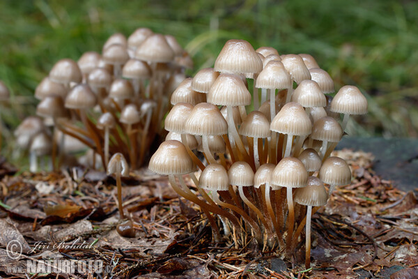 Buntstieliger Helmling (Mycena inclinata)