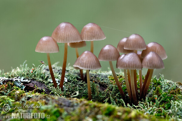 Buntstieliger Helmling (Mycena inclinata)