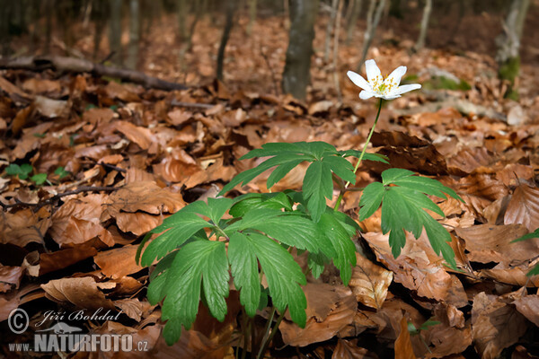 Busch Windröschen (Anemone nemorosa)