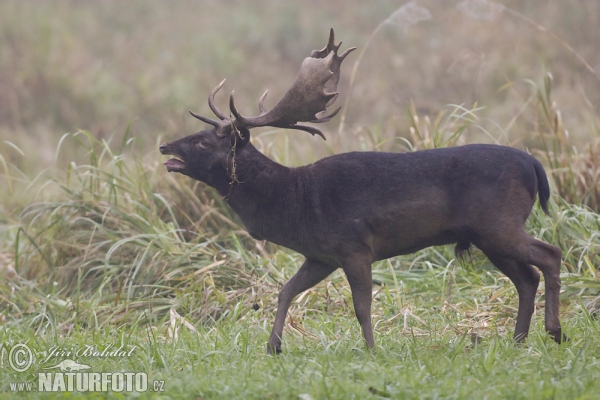 Damhirsch (Dama dama)