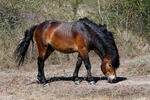 Exmoor-Pony