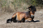 Exmoor-Pony