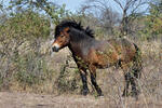 Exmoor-Pony