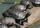 Schildkröten (Chelonia )