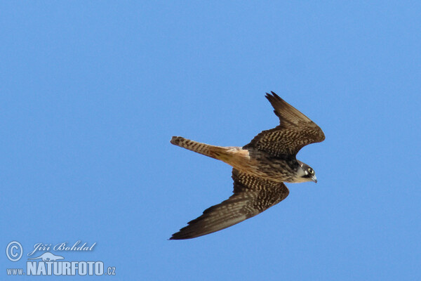 Eleonorenfalke (Falco eleonorae)