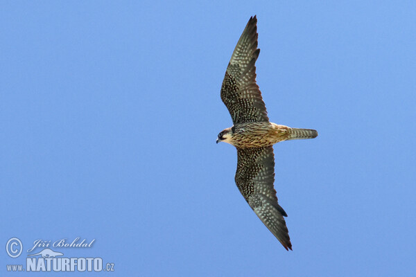 Eleonorenfalke (Falco eleonorae)