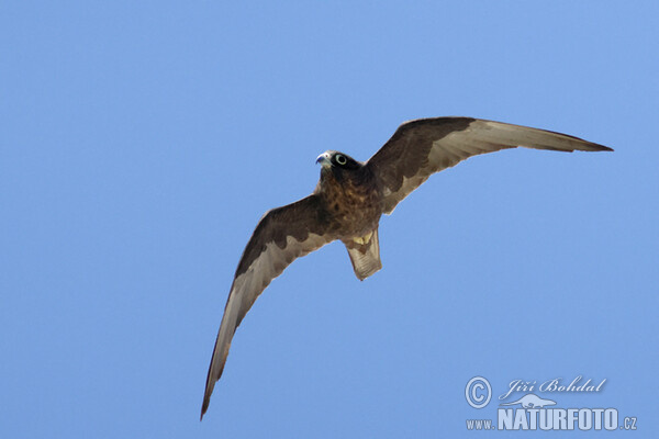 Eleonorenfalke (Falco eleonorae)