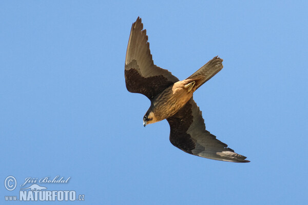 Eleonorenfalke (Falco eleonorae)