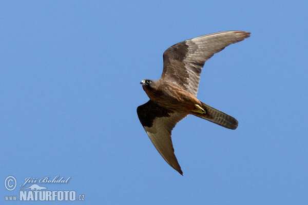 Eleonorenfalke (Falco eleonorae)