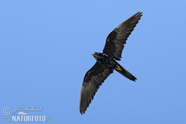 Eleonorenfalke (Falco eleonorae)