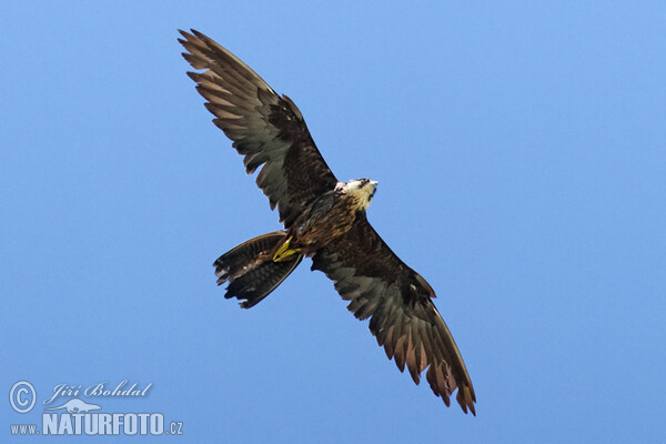 Eleonorenfalke (Falco eleonorae)