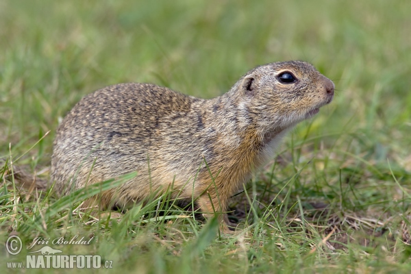 Europäische Ziesel (Spermophilus citellus)