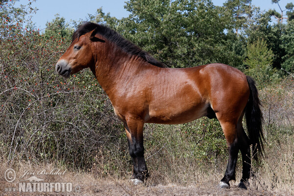 Exmoor-Pony (Equus ferus f. caballus)