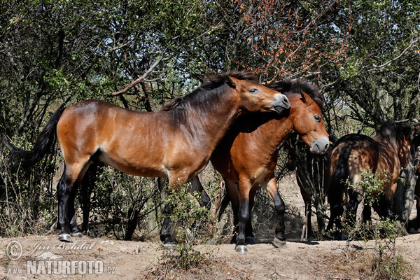 Exmoor-Pony (Equus ferus f. caballus)