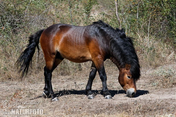 Exmoor-Pony (Equus ferus f. caballus)