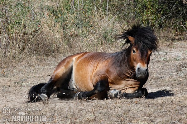 Exmoor-Pony (Equus ferus f. caballus)