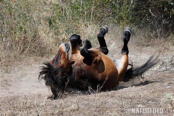 Exmoor-Pony (Equus ferus f. caballus)