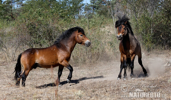 Exmoor-Pony (Equus ferus f. caballus)