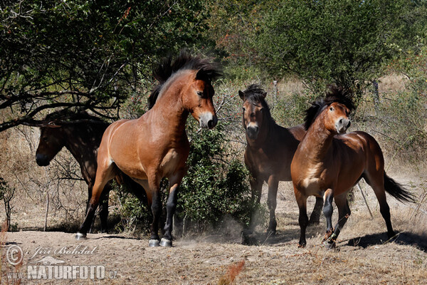 Exmoor-Pony (Equus ferus f. caballus)