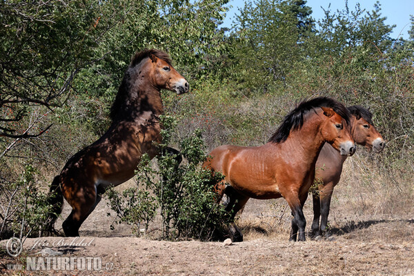 Exmoor-Pony (Equus ferus f. caballus)