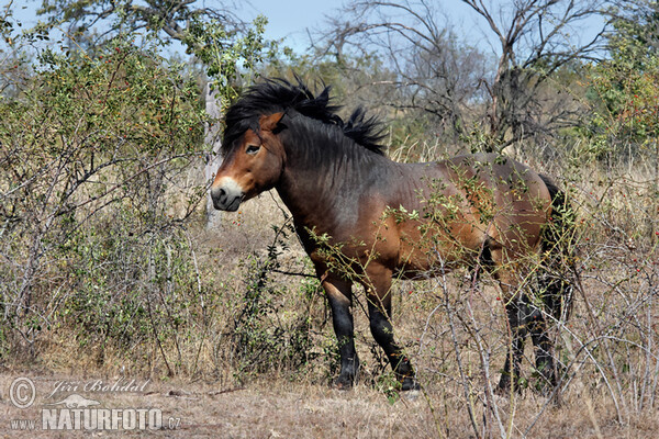 Exmoor-Pony (Equus ferus f. caballus)