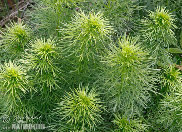 Frühlings-Adonisröschen (Adonis vernalis)