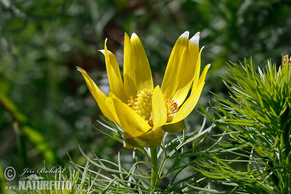 Frühlings-Adonisröschen (Adonis vernalis)