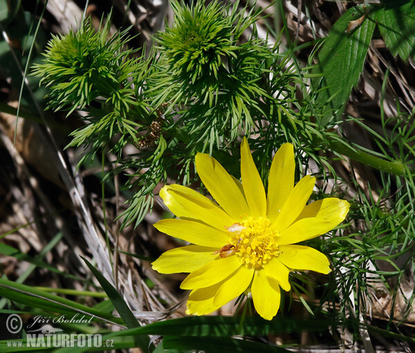 Frühlings-Adonisröschen (Adonis vernalis)