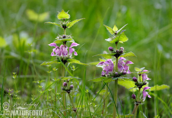 Geflecke Taubnessel (Lamium maculatum)