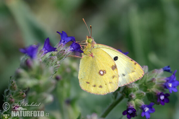 Goldene Acht (Colias hyale)