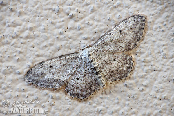 Graubestäuber Kleinspanner (Idaea seriata)