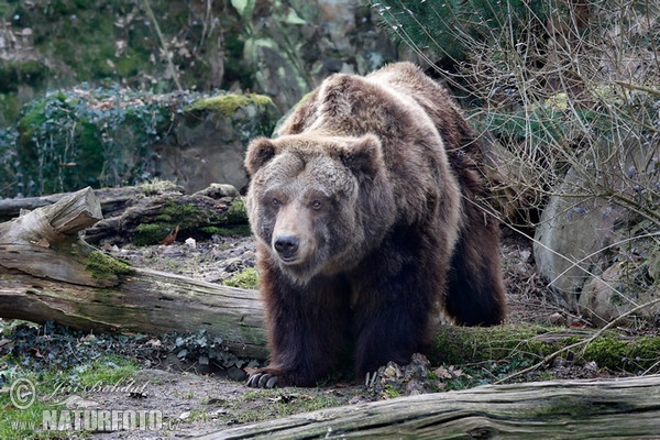 Grizzlybär (Ursus arctos horribilis)