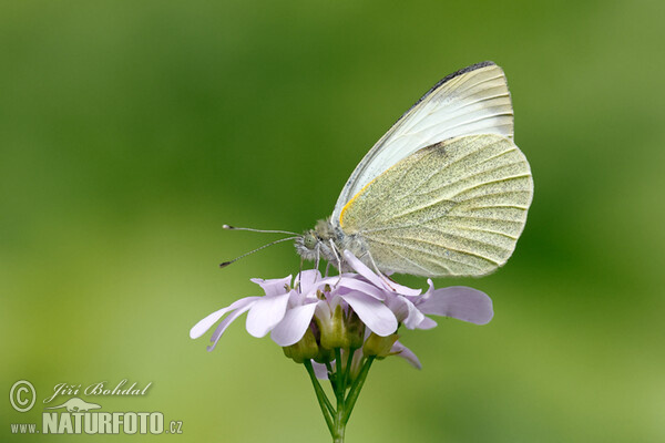 Großer Kohlweißling (Pieris brassicae)