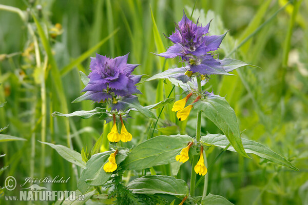 Hain Wachtelweizen (Melampyrum memorosum)