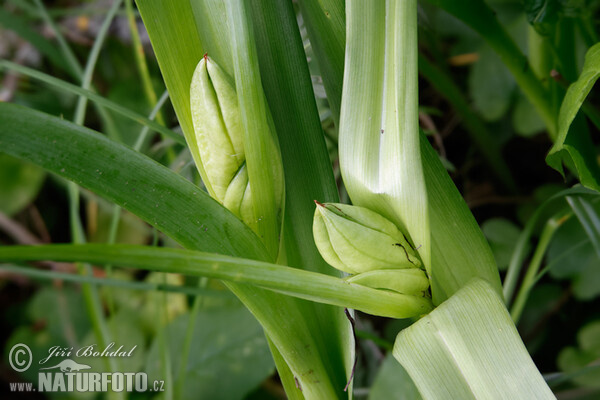 Herbst-Zeitlose (Colchicum autumnale)