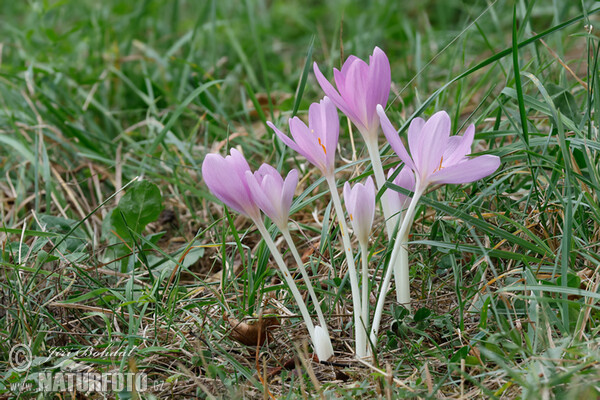 Herbst-Zeitlose (Colchicum autumnale)