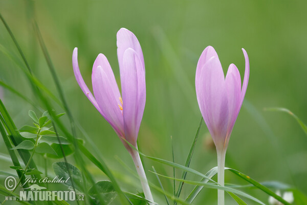 Herbst-Zeitlose (Colchicum autumnale)